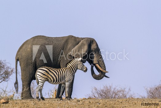 Bild på Plains zebra and African bush elephant in Kruger National park South Africa
